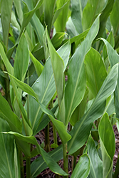Pink Flame Ginger Lily (Hedychium 'Pink Flame') at Lakeshore Garden Centres