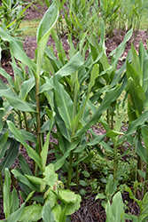 Daniel Weeks Ginger Lily (Hedychium 'Daniel Weeks') at Lakeshore Garden Centres