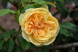 Graham Thomas Rose (Rosa 'Graham Thomas') at Lakeshore Garden Centres