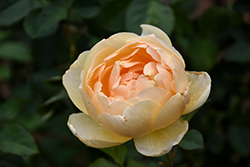 Jude The Obscure Rose (Rosa 'Jude The Obscure') at Lakeshore Garden Centres