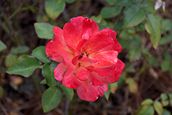Bengal Tiger Rose (Rosa 'Bengal Tiger') at Lakeshore Garden Centres
