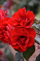 Europeana Rose (Rosa 'Europeana') at Lakeshore Garden Centres