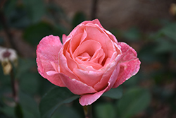 Queen Elizabeth Rose (Rosa 'Queen Elizabeth') at Lakeshore Garden Centres