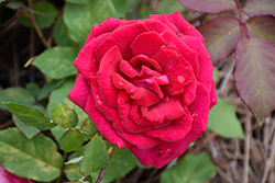 Valentine Rose (Rosa 'Valentine') at Lakeshore Garden Centres
