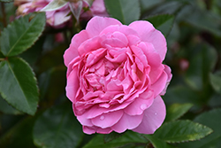 Orchid Romance Rose (Rosa 'Radprov') at Lakeshore Garden Centres