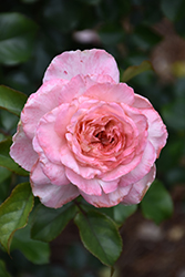 Savannah Sunbelt Rose (Rosa 'KORvioros') at Mainescape Nursery