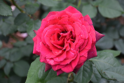 Dark Desire Parfuma Rose (Rosa 'KORdiagraf') at Lakeshore Garden Centres