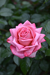 Wedding Bells Eleganza Rose (Rosa 'KORsteflali') at Lakeshore Garden Centres