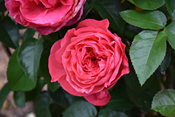 Eleganza Fiji&Trade; Rose (Rosa 'KORladcher') at Lakeshore Garden Centres