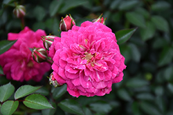 Vigorosa Purple Rain Rose (Rosa 'KORpurlig') at Lakeshore Garden Centres