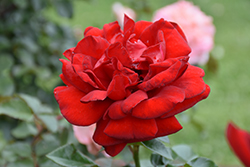 Sunbelt Desmond Tutu Rose (Rosa 'KORtutu') at Lakeshore Garden Centres