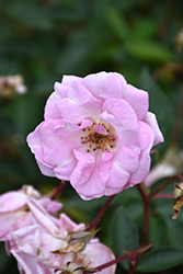Marie Daly Rose (Rosa 'Marie Daly') at Lakeshore Garden Centres