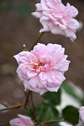 Cecile Brunner Rose (Rosa 'Cecile Brunner') at Lakeshore Garden Centres
