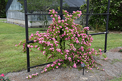 Peggy Martin Rose (Rosa 'Peggy Martin') at Lakeshore Garden Centres