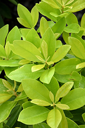 BananAppeal Anise (Illicium parviflorum 'PIIIP-I') at Lakeshore Garden Centres