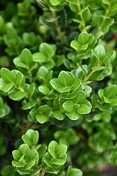 Wintergreen Boxwood (Buxus microphylla 'Wintergreen') at Lakeshore Garden Centres