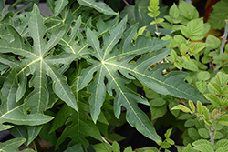 Red Lady Papaya (Carica papaya 'Red Lady') at Lakeshore Garden Centres