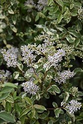 Swift Creek Privet (Ligustrum sinense 'Swift Creek') at Lakeshore Garden Centres