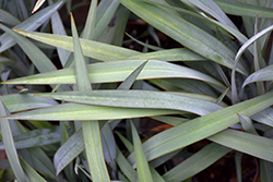 Clarity Blue Dianella (Dianella 'DP401') at Lakeshore Garden Centres