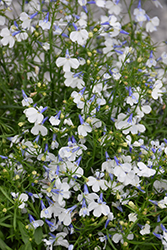 Early Springs White Lobelia (Lobelia erinus 'KLELE12473') at Lakeshore Garden Centres