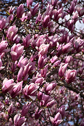Randy Magnolia (Magnolia 'Randy') at Lakeshore Garden Centres