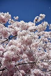 Yoshino Cherry (Prunus x yedoensis) at Lakeshore Garden Centres