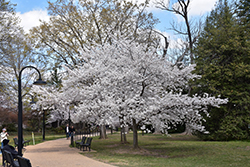 Yoshino Cherry (Prunus x yedoensis) at Lakeshore Garden Centres