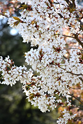 Princeton Snowcloud Sargent Cherry (Prunus sargentii 'Princeton Snowcloud') at Lakeshore Garden Centres