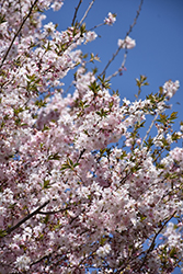 Autumnalis Higan Cherry (Prunus subhirtella 'Autumnalis') at Lakeshore Garden Centres