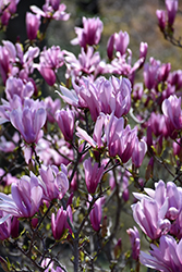 Judy Magnolia (Magnolia 'Judy') at Lakeshore Garden Centres