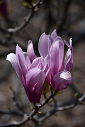 Judy Magnolia (Magnolia 'Judy') at Lakeshore Garden Centres