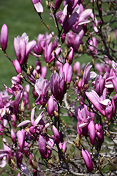Ann Magnolia (Magnolia 'Ann') at Peter Knippel Garden Centre