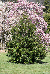 Hohman Koehne Holly (Ilex x koehneana 'Hohman') at Lakeshore Garden Centres