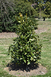 Leah Bates Lusterleaf Holly (Ilex latifolia 'Leah Bates') at Lakeshore Garden Centres