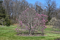Orchid Magnolia (Magnolia 'Orchid') at Lakeshore Garden Centres