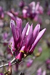 Orchid Magnolia (Magnolia 'Orchid') at Lakeshore Garden Centres