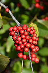 Savannah Holly (Ilex x attenuata 'Savannah') at Lakeshore Garden Centres