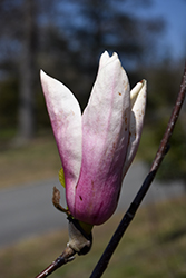 Jon Jon Magnolia (Magnolia 'Jon Jon') at Lakeshore Garden Centres