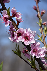 White Lady Peach (Prunus persica 'White Lady') at Lakeshore Garden Centres