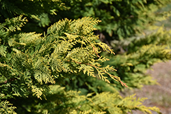 Gold Rider Leyland Cypress (Cupressocyparis x leylandii 'Gold Rider') at Lakeshore Garden Centres