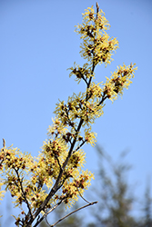 Arnold Promise Witchhazel (Hamamelis x intermedia 'Arnold Promise') at Lakeshore Garden Centres