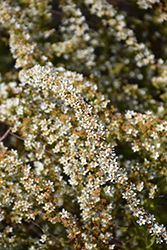 Ogon Spirea (Spiraea thunbergii 'Ogon') at Lakeshore Garden Centres