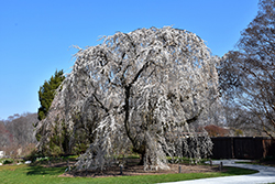 Shidare Yoshino Cherry (Prunus x yedoensis 'Shidare Yoshino') at Lakeshore Garden Centres