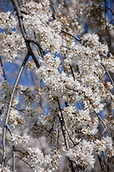 Shidare Yoshino Cherry (Prunus x yedoensis 'Shidare Yoshino') at Lakeshore Garden Centres