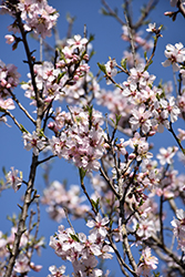 Seaside Almond (Prunus dulcis 'Seaside') at Lakeshore Garden Centres