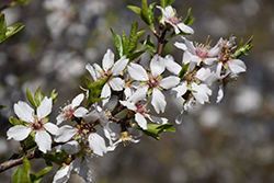 Nikita's Pride Almond (Prunus dulcis 'Nikita's Pride') at Lakeshore Garden Centres
