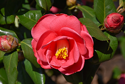 Anacostia Camellia (Camellia japonica 'Anacostia') at Lakeshore Garden Centres