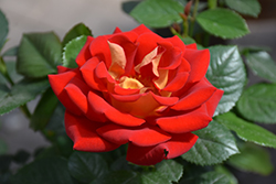 Ketchup And Mustard Rose (Rosa 'WEKzazette') at Lakeshore Garden Centres