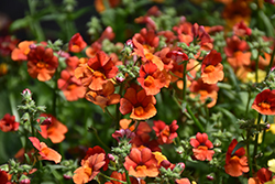 Sunsatia Blood Orange Nemesia (Nemesia 'Sunsatia Blood Orange') at Lakeshore Garden Centres