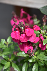 Mirage Neon Rose Autumn Sage (Salvia greggii 'Balmirnose') at Lakeshore Garden Centres
